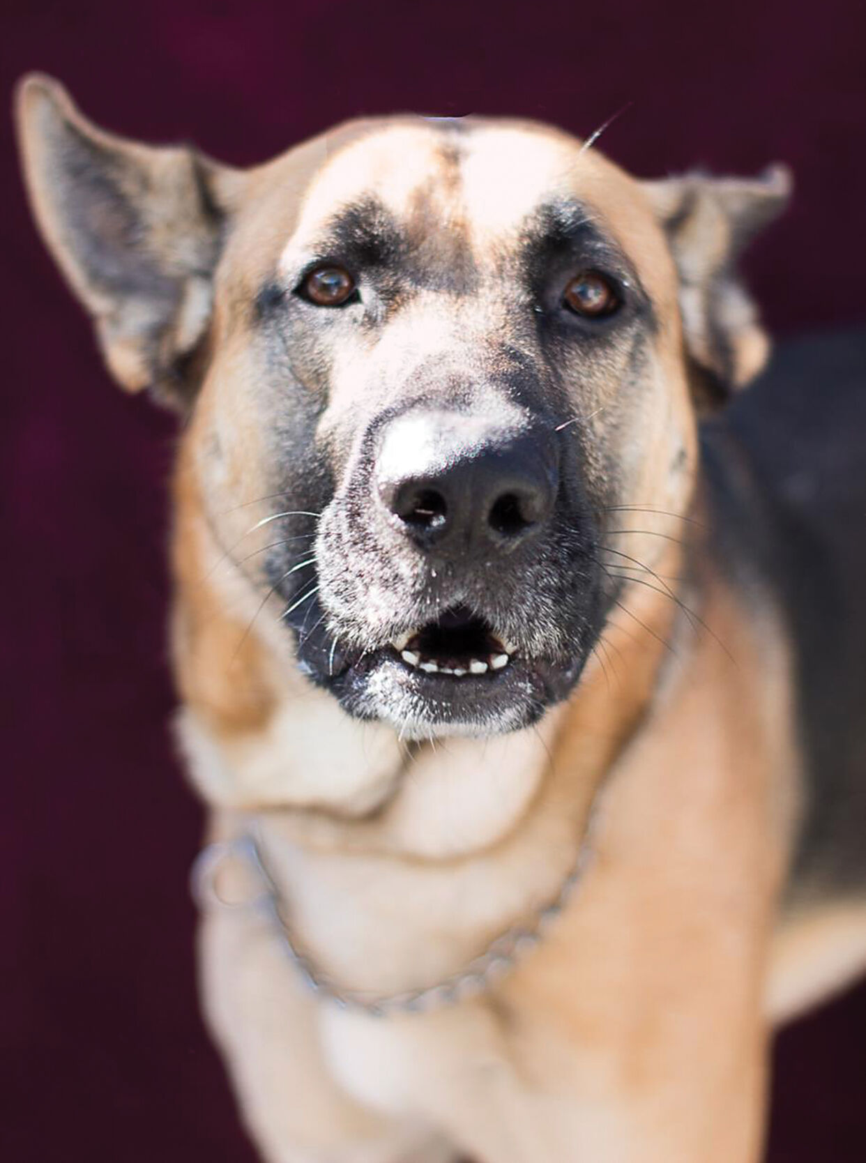 Pet of the Week